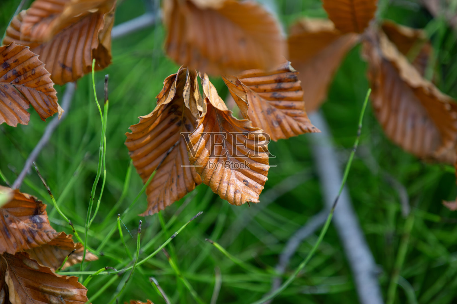 在安大略省的一个省立公园里，山毛榉树叶在秋天变色。照片摄影图片