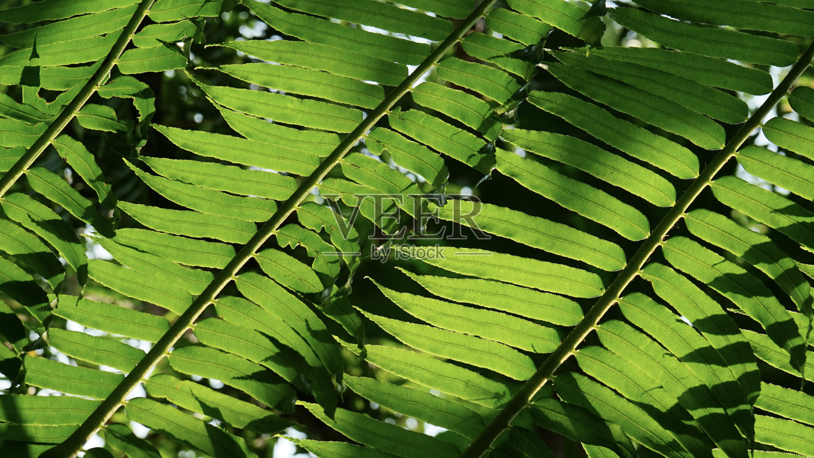 绿色蕨叶特写。绿色蕨类树叶的自然背景。照片摄影图片