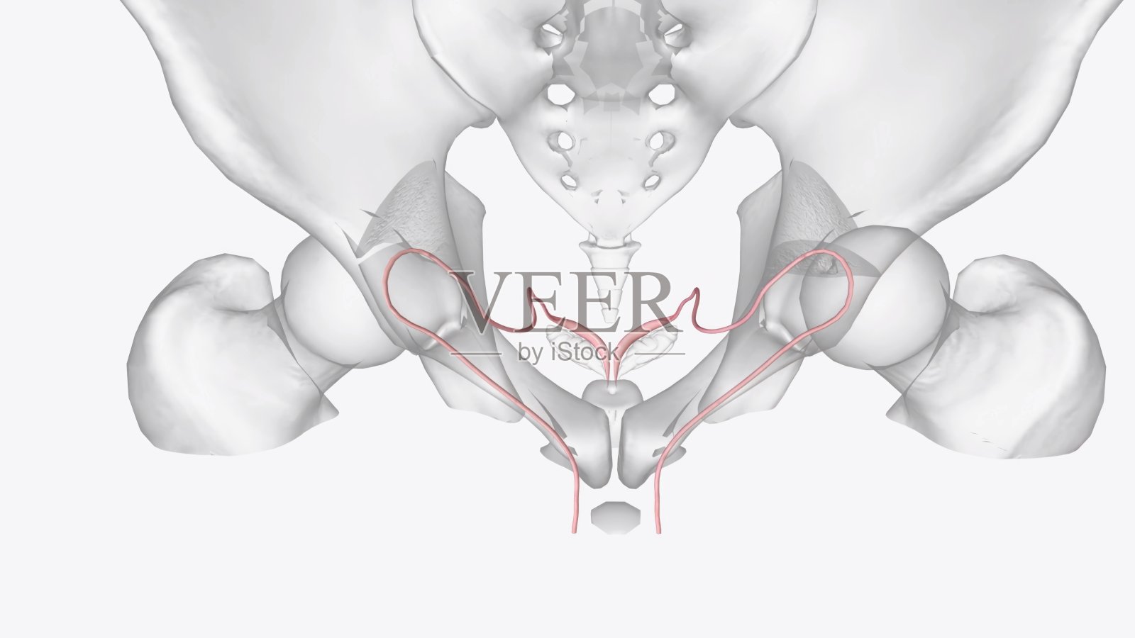 输精管和阴囊一起是男性生殖系统的一部分照片摄影图片