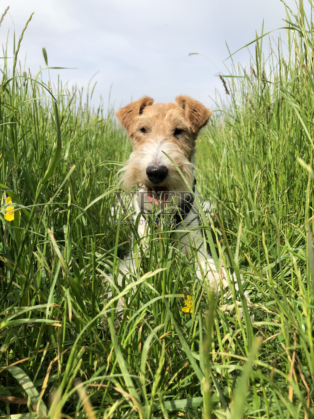 一只狗快乐地躺在高高的草丛里照片摄影图片