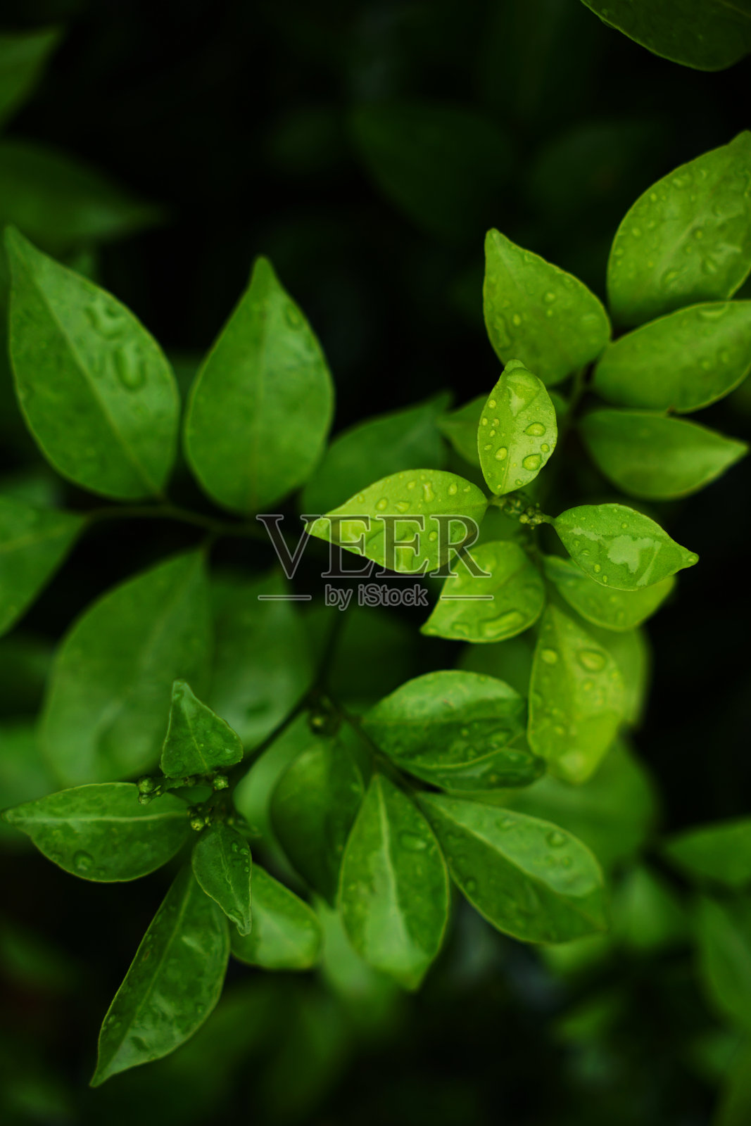 在下雨的日子里，金桔叶背景的顶部视图照片摄影图片