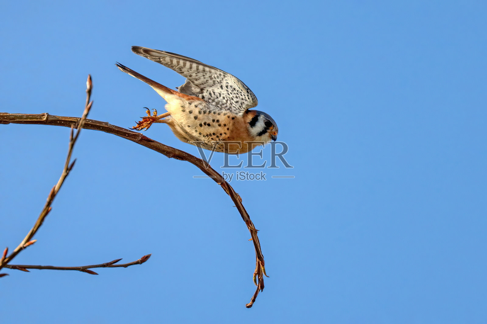 雄性美洲红隼飞下来抓虫子照片摄影图片