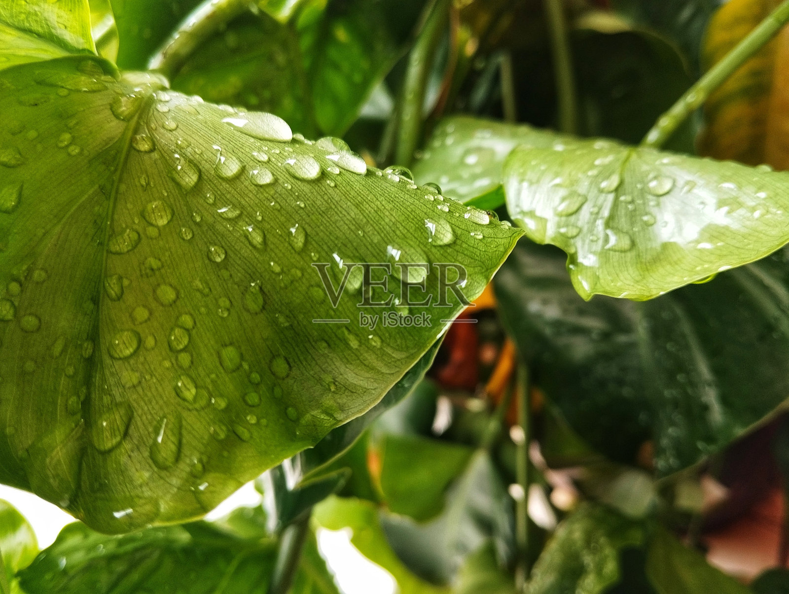 在肖像模式下绿叶上的露珠照片摄影图片