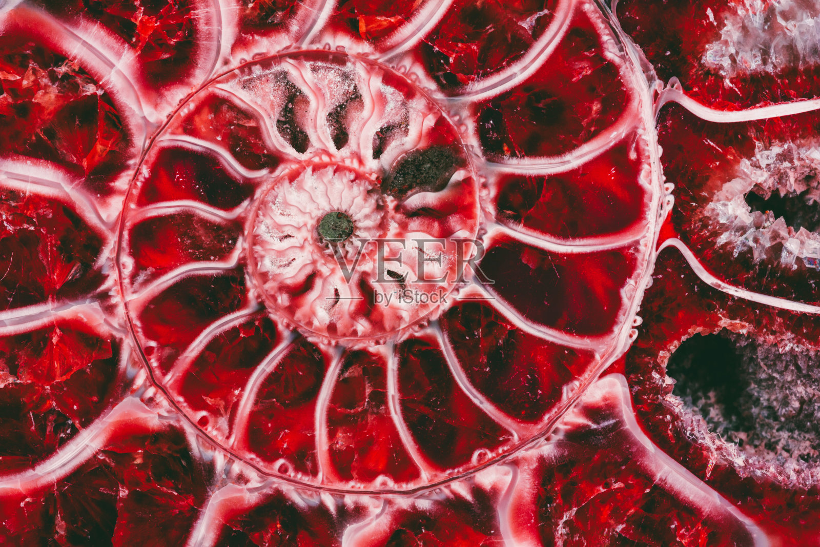 美丽的背景红色菊石纹理剖面与黄金比例微距照片特写照片摄影图片