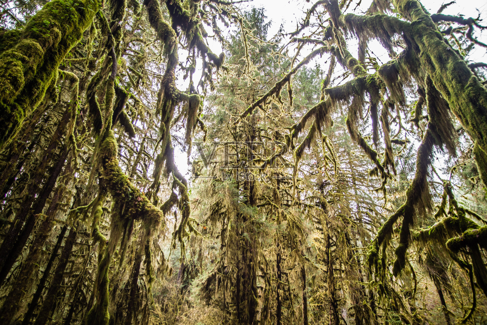 热带雨林照片摄影图片