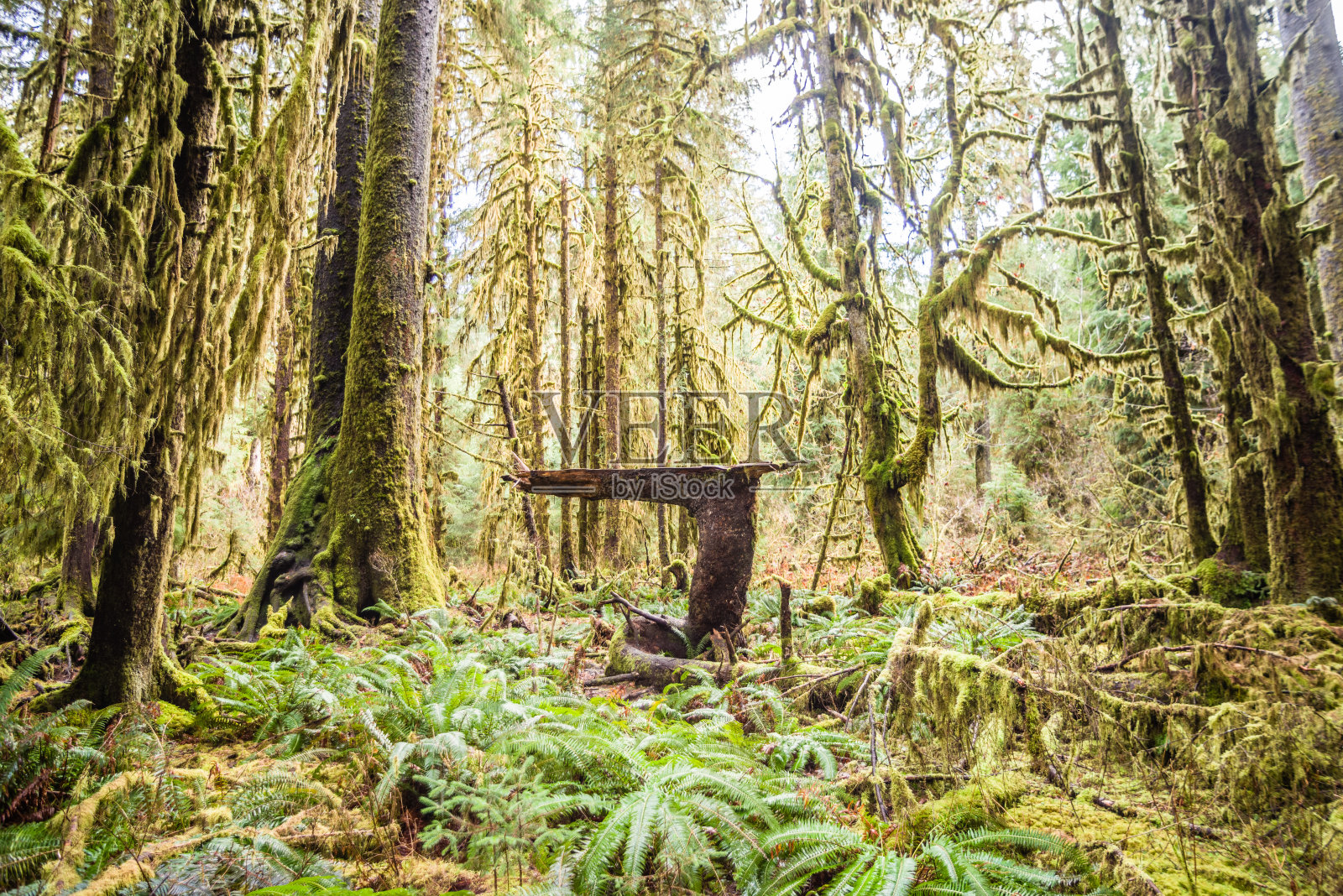 热带雨林照片摄影图片
