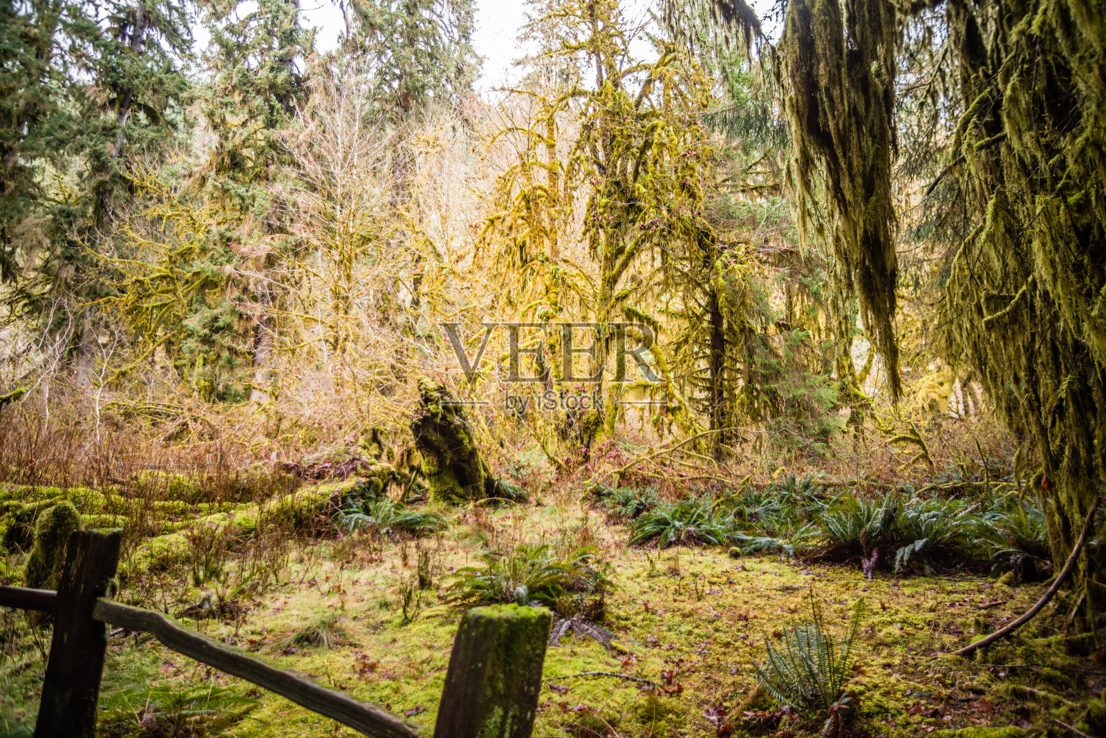 热带雨林照片摄影图片
