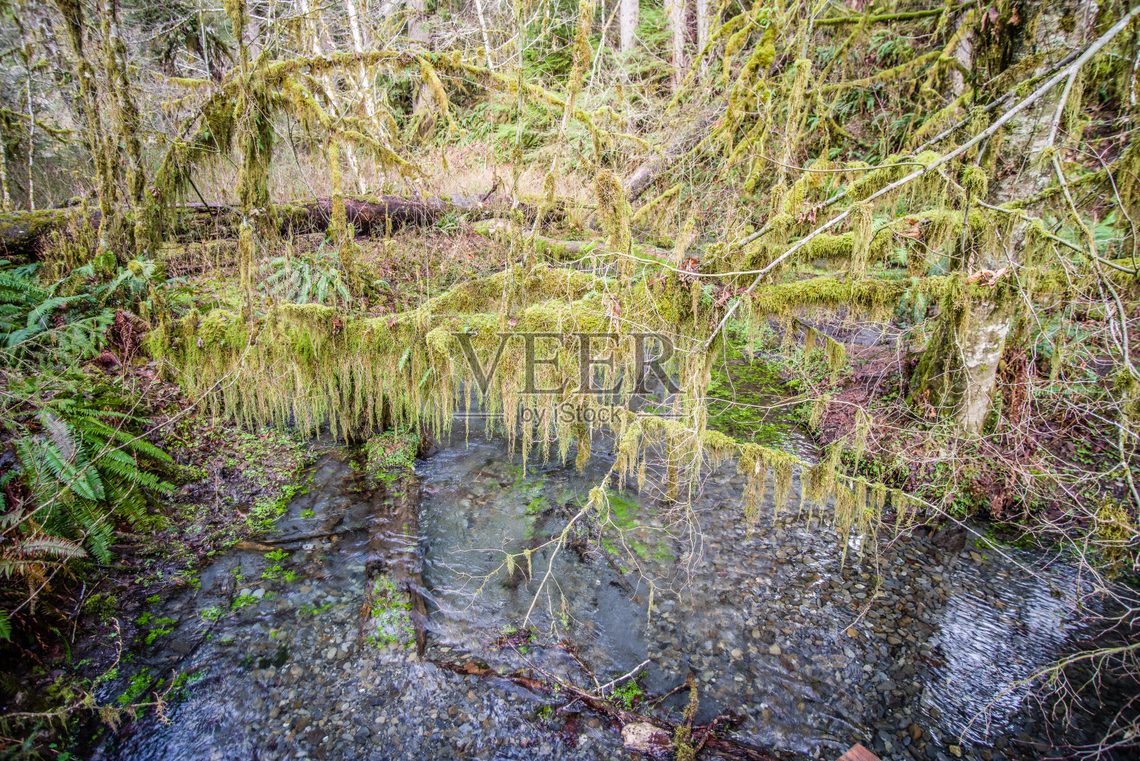 热带雨林照片摄影图片