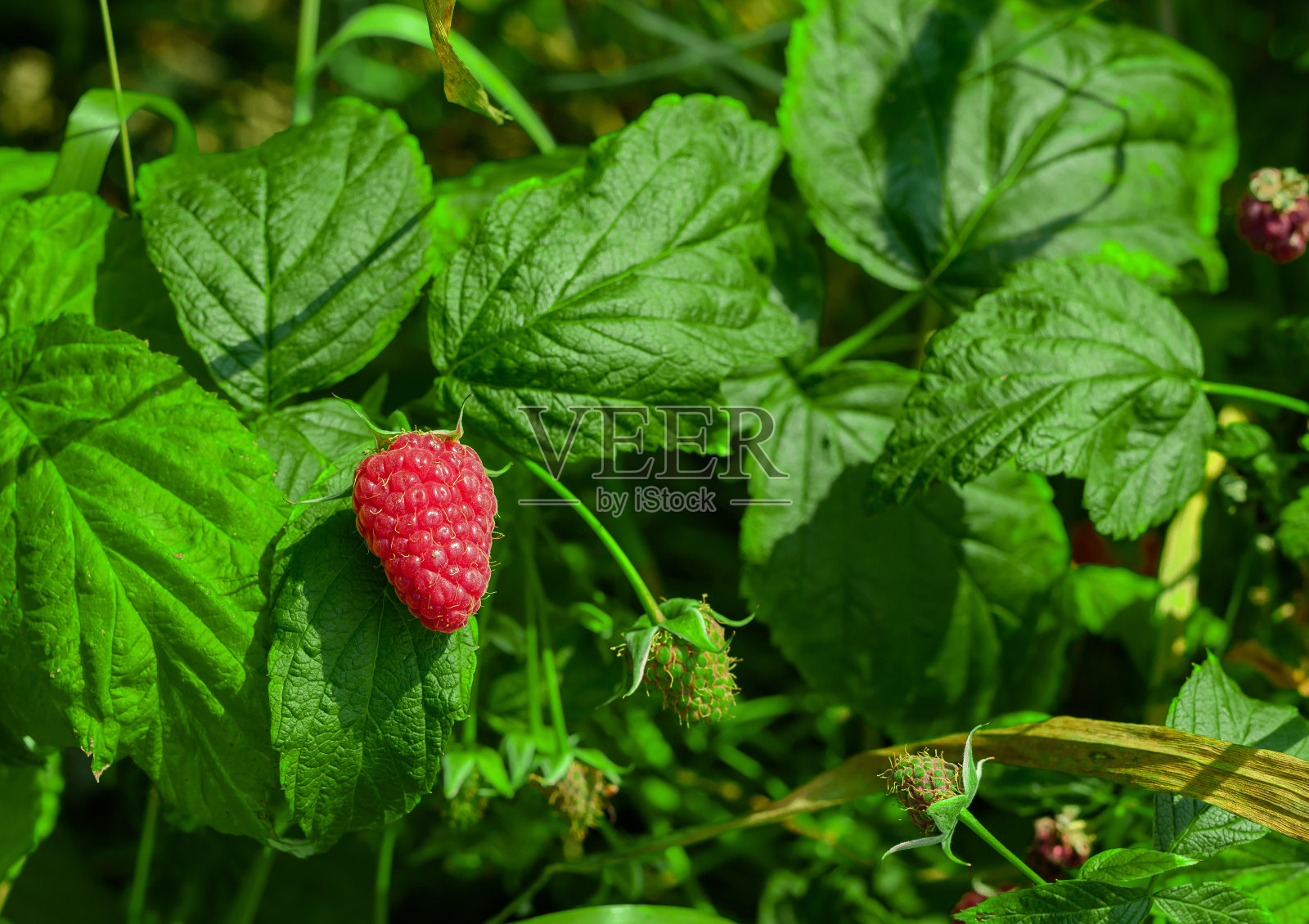 一个成熟的覆盆子挂在灌木丛上，收成不好照片摄影图片