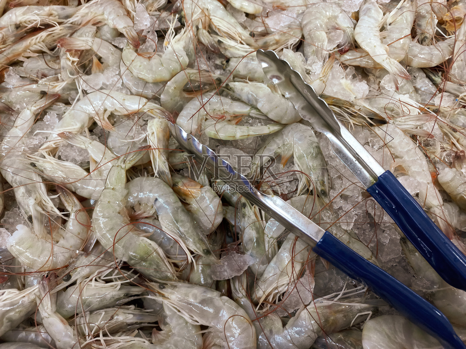 新鲜的虾照片摄影图片