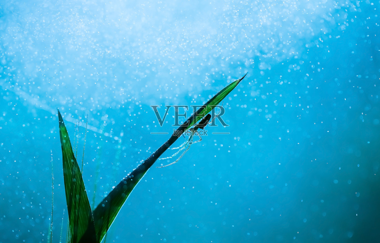 一只蜘蛛站在草叶上，背景是露珠照片摄影图片