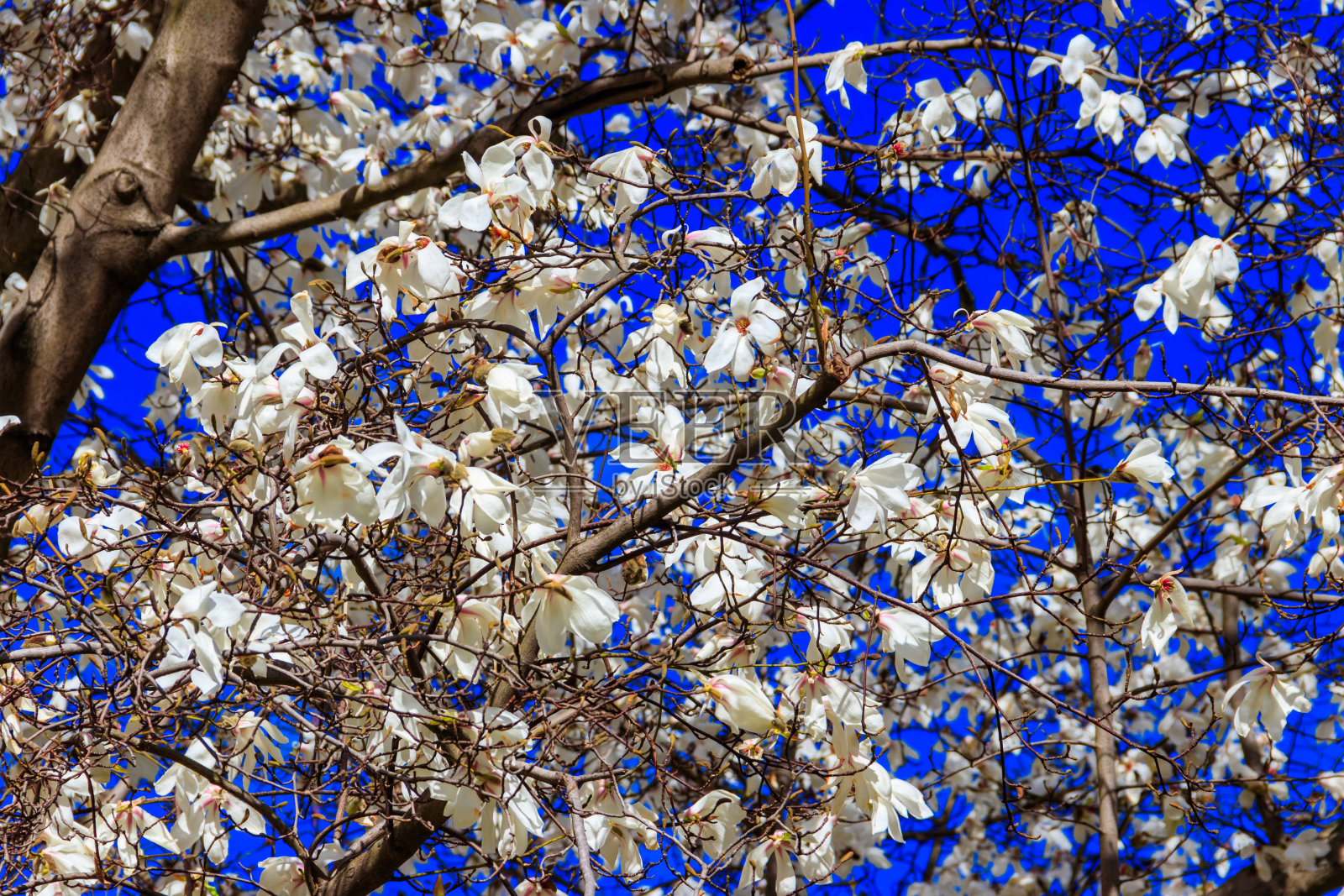 公园里盛开着美丽的白玉兰树照片摄影图片