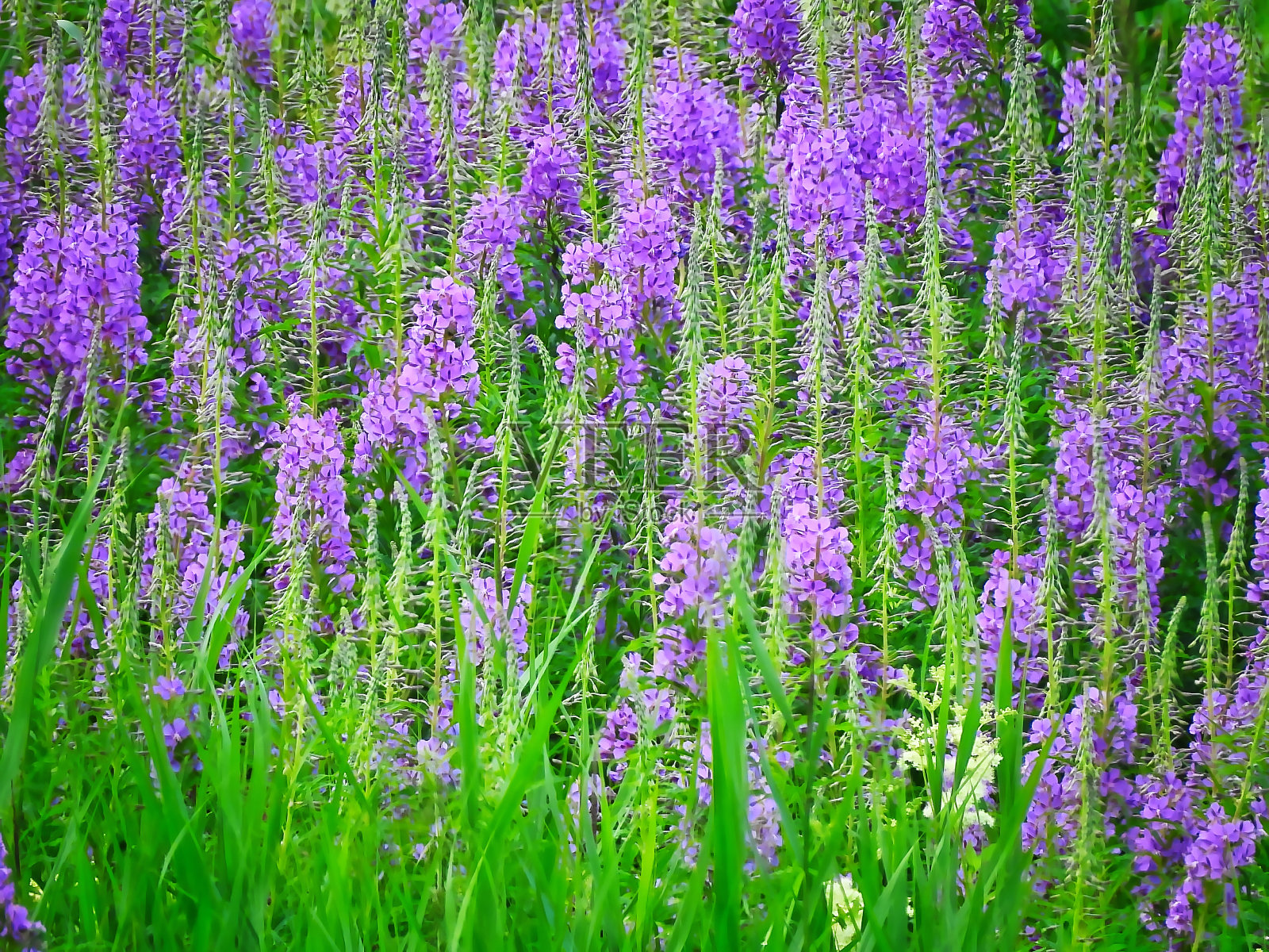 大量的丁香花照片摄影图片