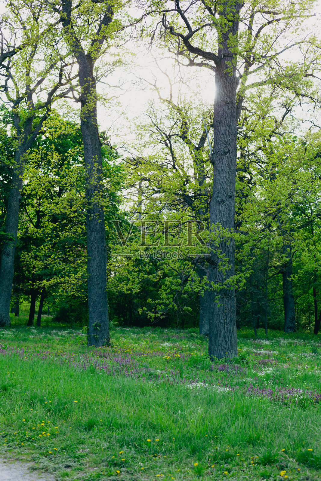 春天的自然，盛开的野花和橡树照片摄影图片