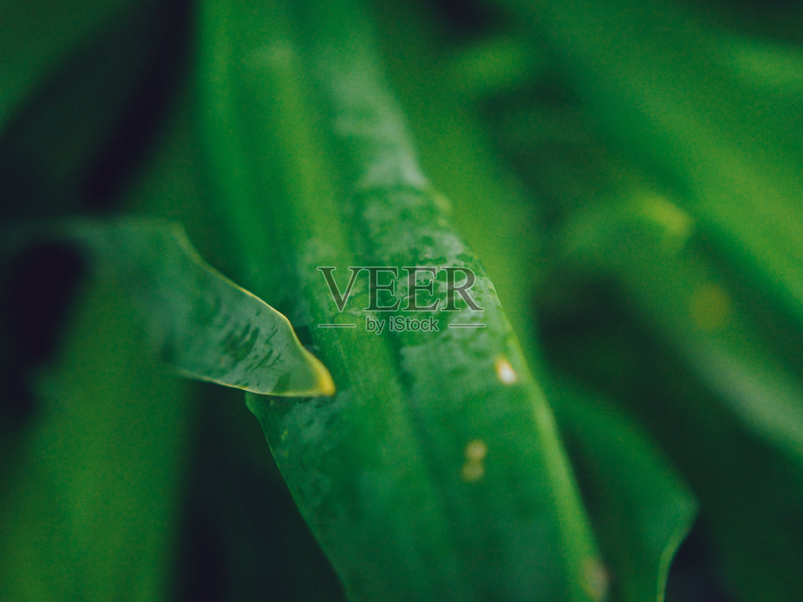 近距离观察亚洲的自然风光照片摄影图片