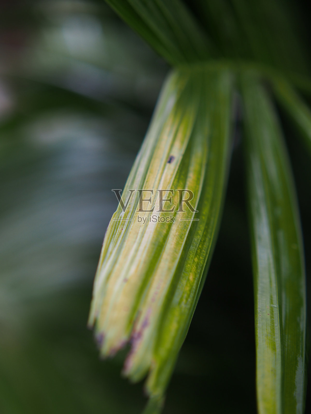 近距离观察亚洲的自然风光照片摄影图片