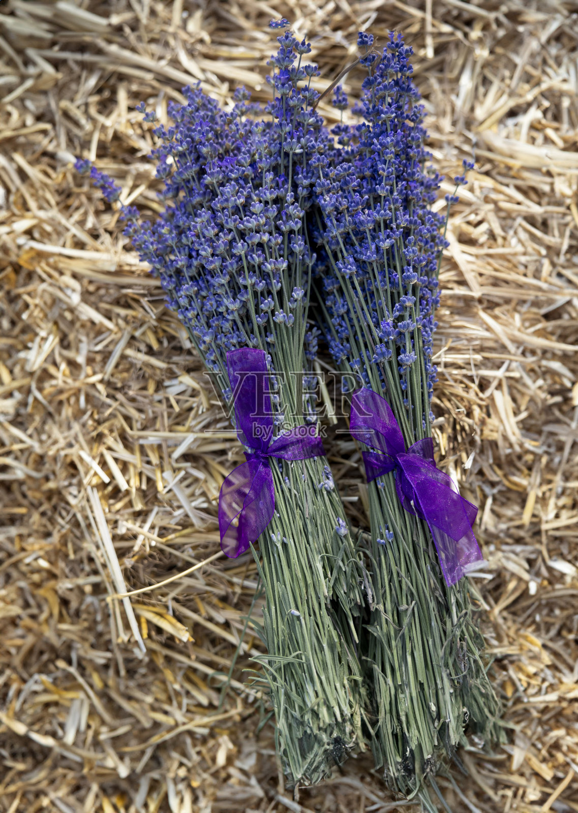薰衣草花束照片摄影图片