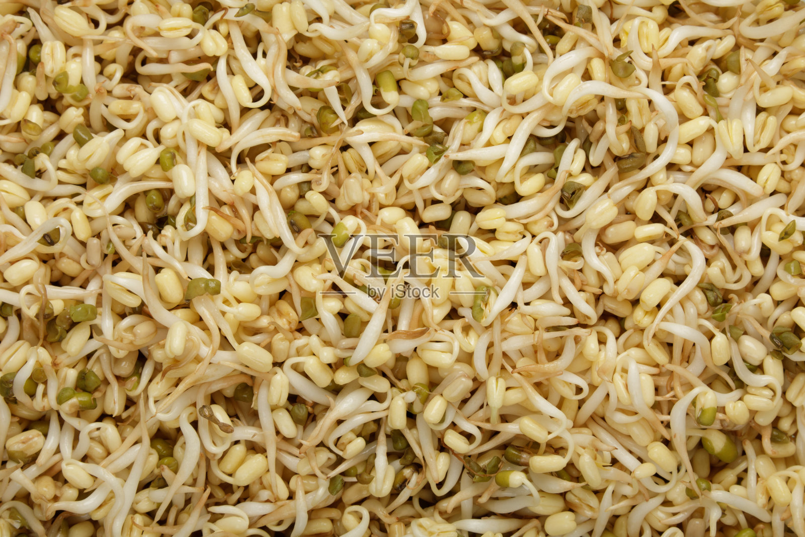 从上到下的绿豆芽与复制空间照片摄影图片