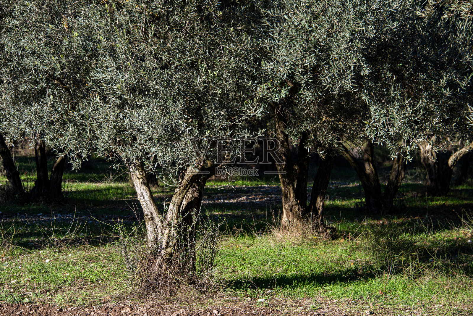 橄榄树花园照片摄影图片