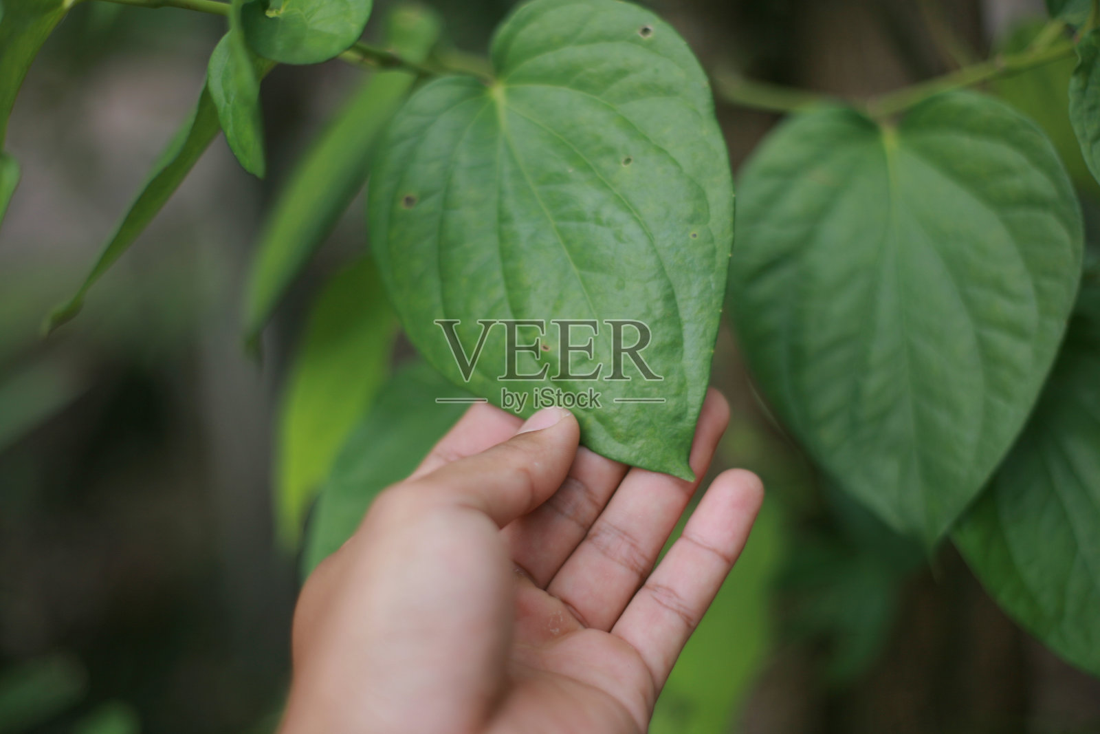 触摸自然的人照片摄影图片