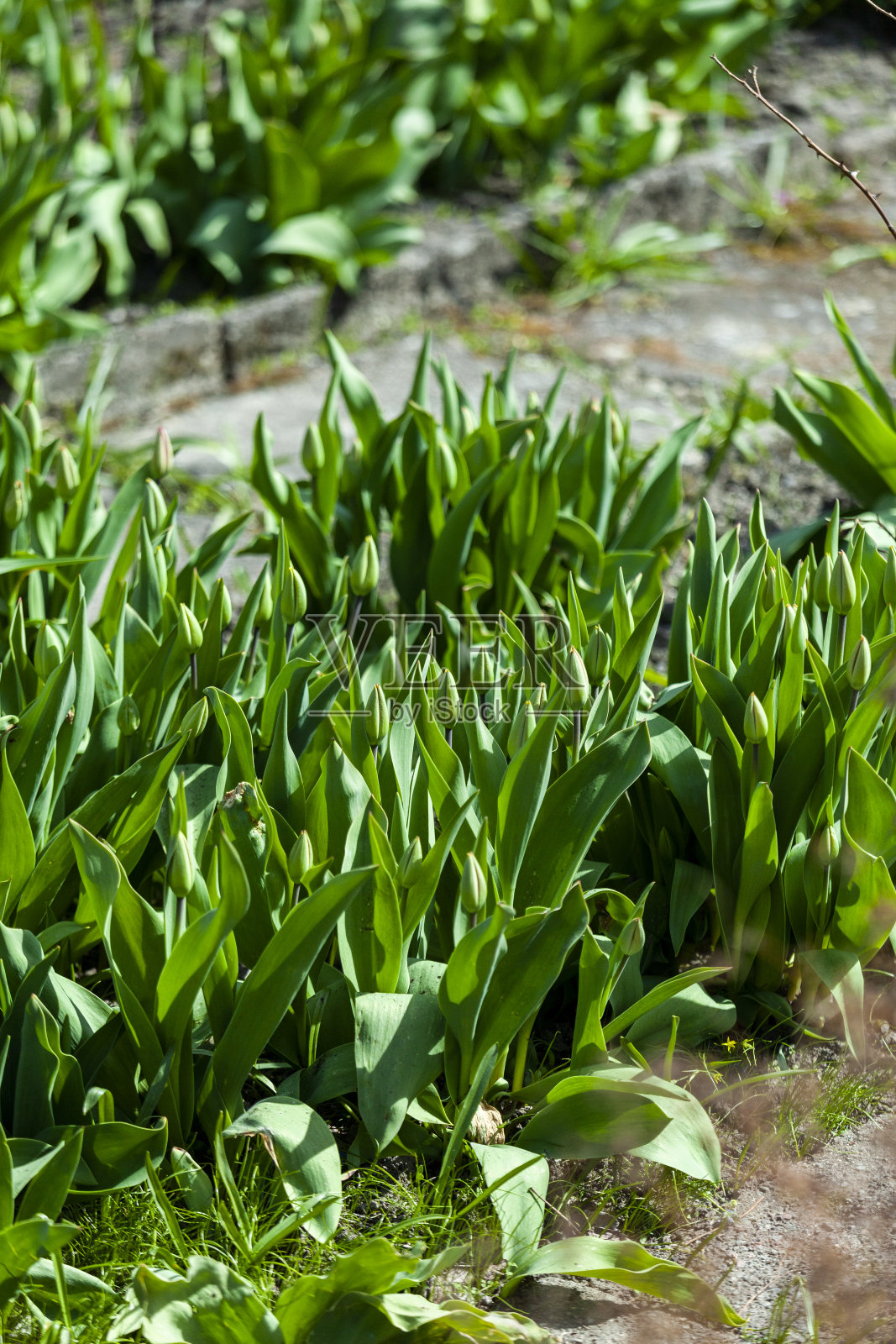 绿色的细节照片摄影图片