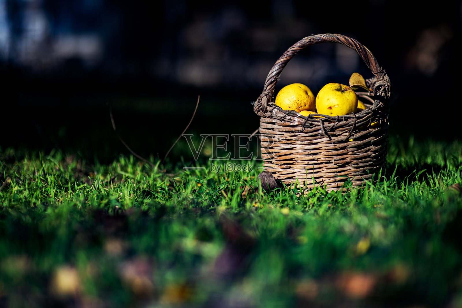 一篮子榅桲照片摄影图片