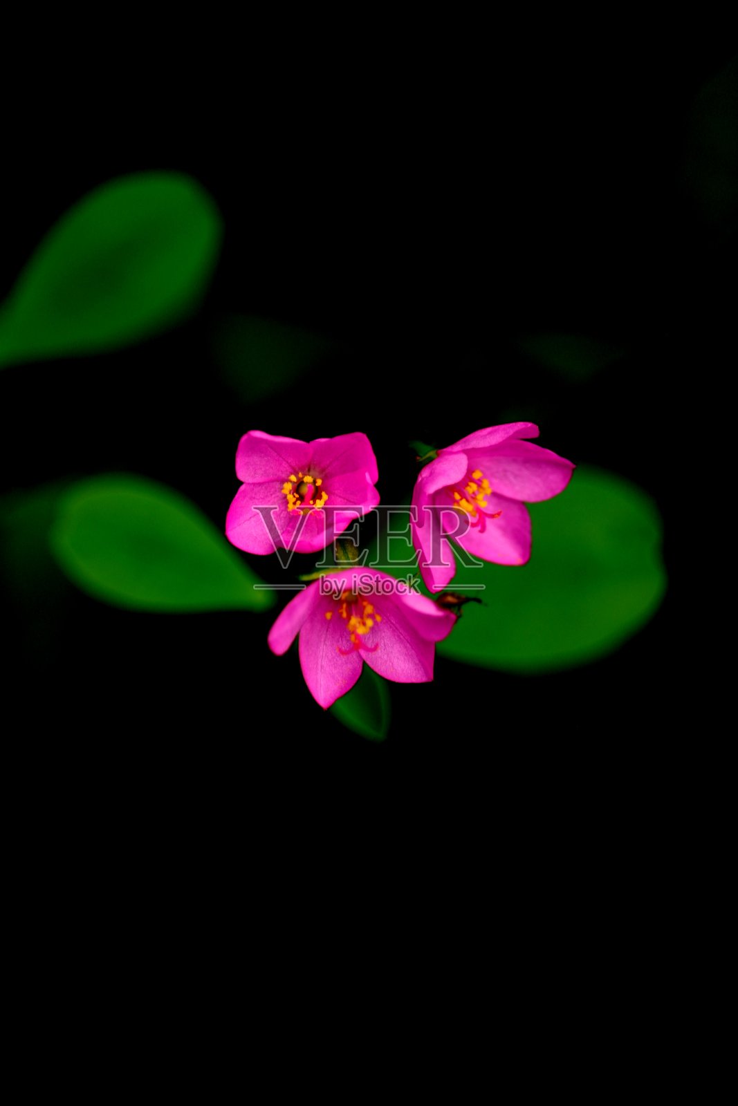 花照片摄影图片