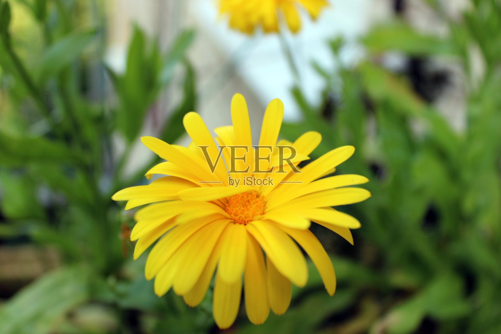 金盏花金色和黄色的花头照片摄影图片