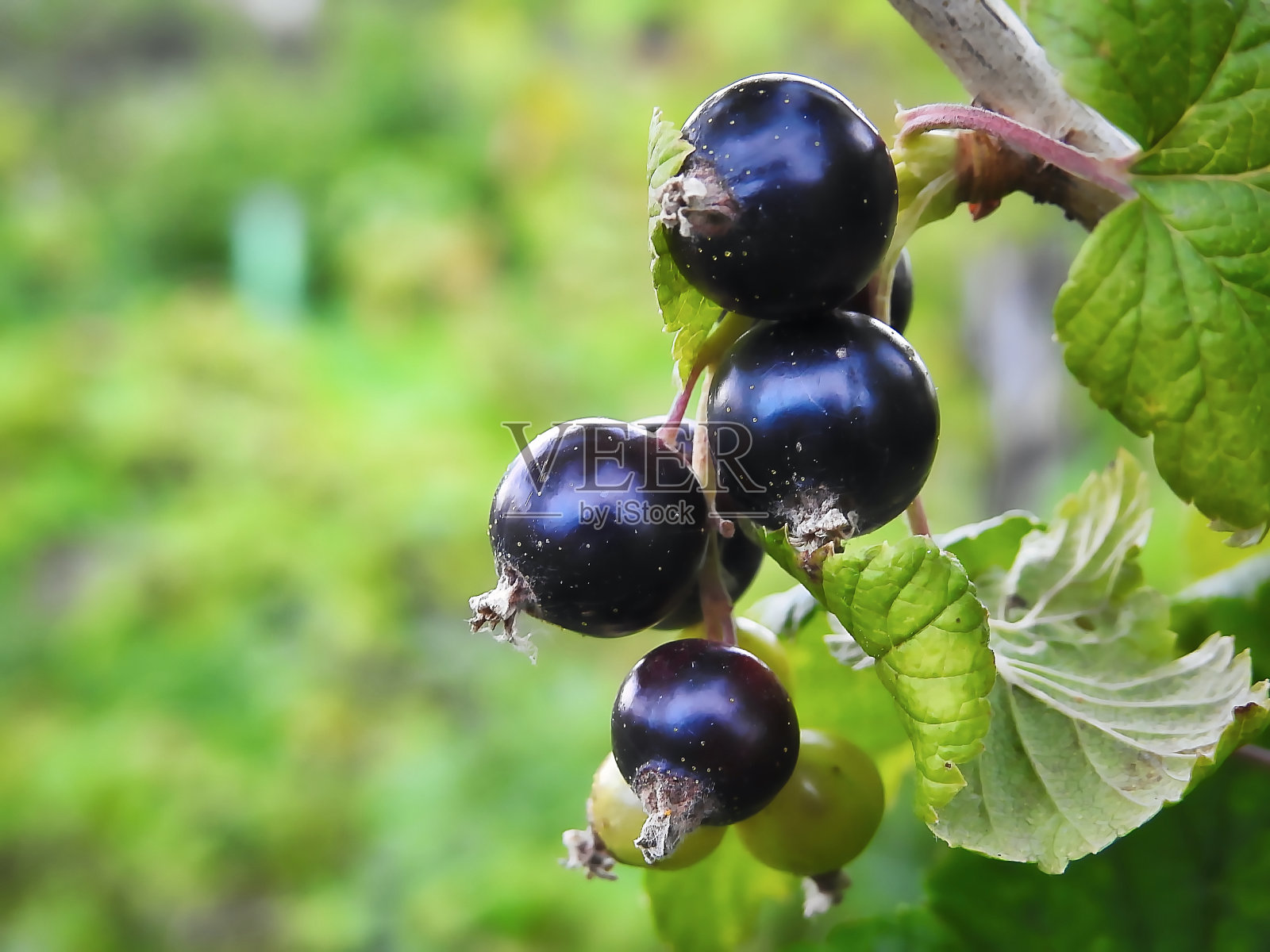 黑加仑子照片摄影图片