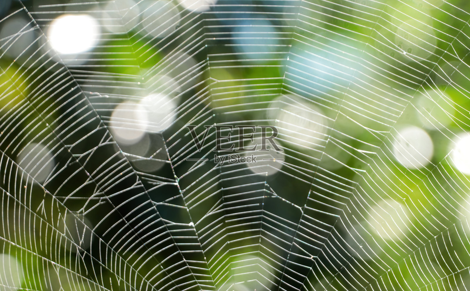 蜘蛛网，绿色背景和散焦光。照片摄影图片