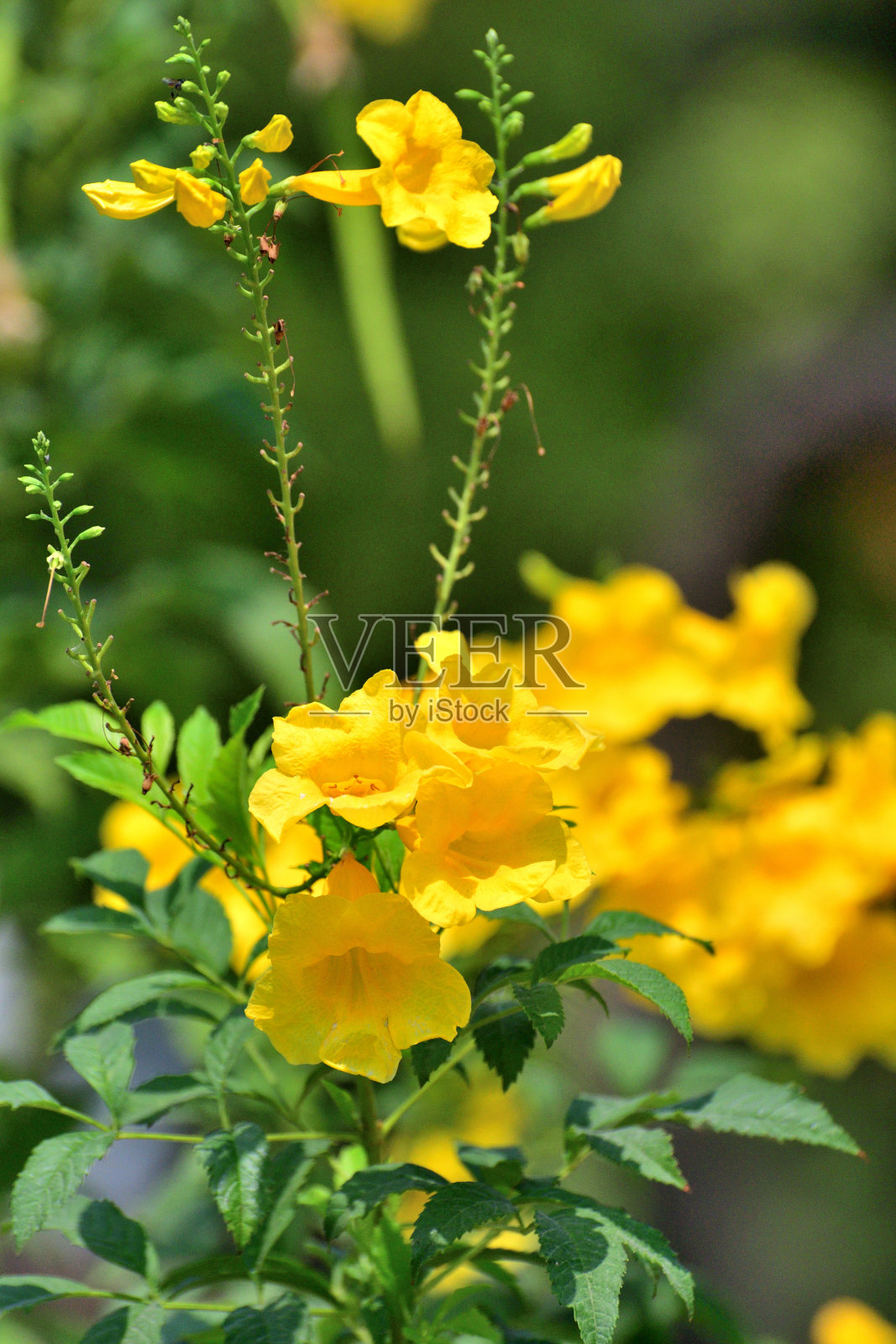 黄色喇叭花/黄色喇叭花:大的，艳丽的，金黄色，喇叭花照片摄影图片