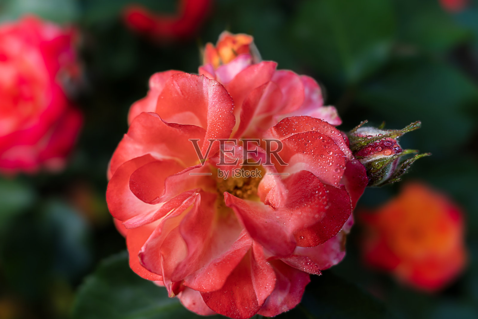 黑色背景上一朵美丽的红玫瑰照片摄影图片