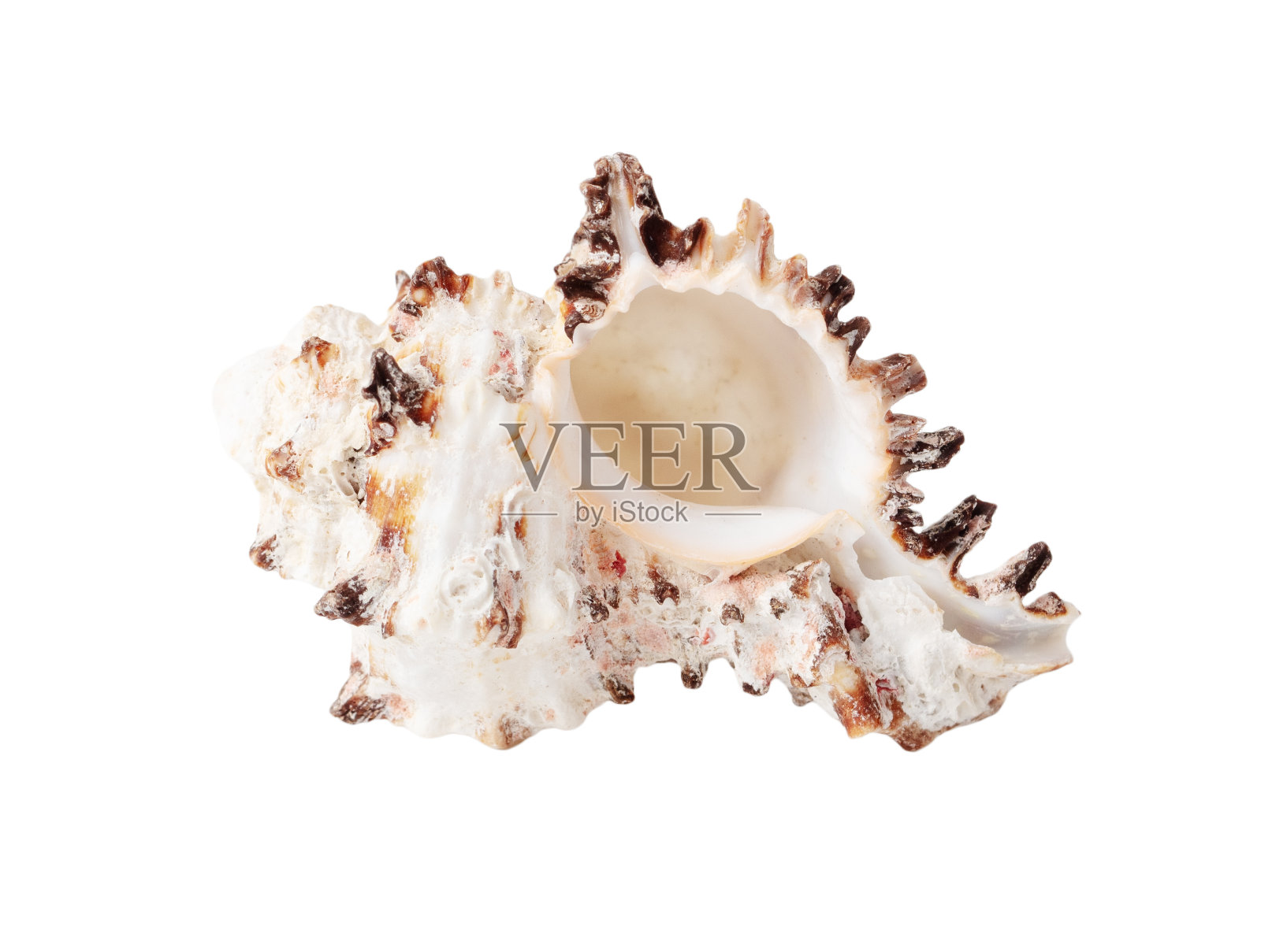 在白色背景上孤立的贝壳。特写镜头照片摄影图片
