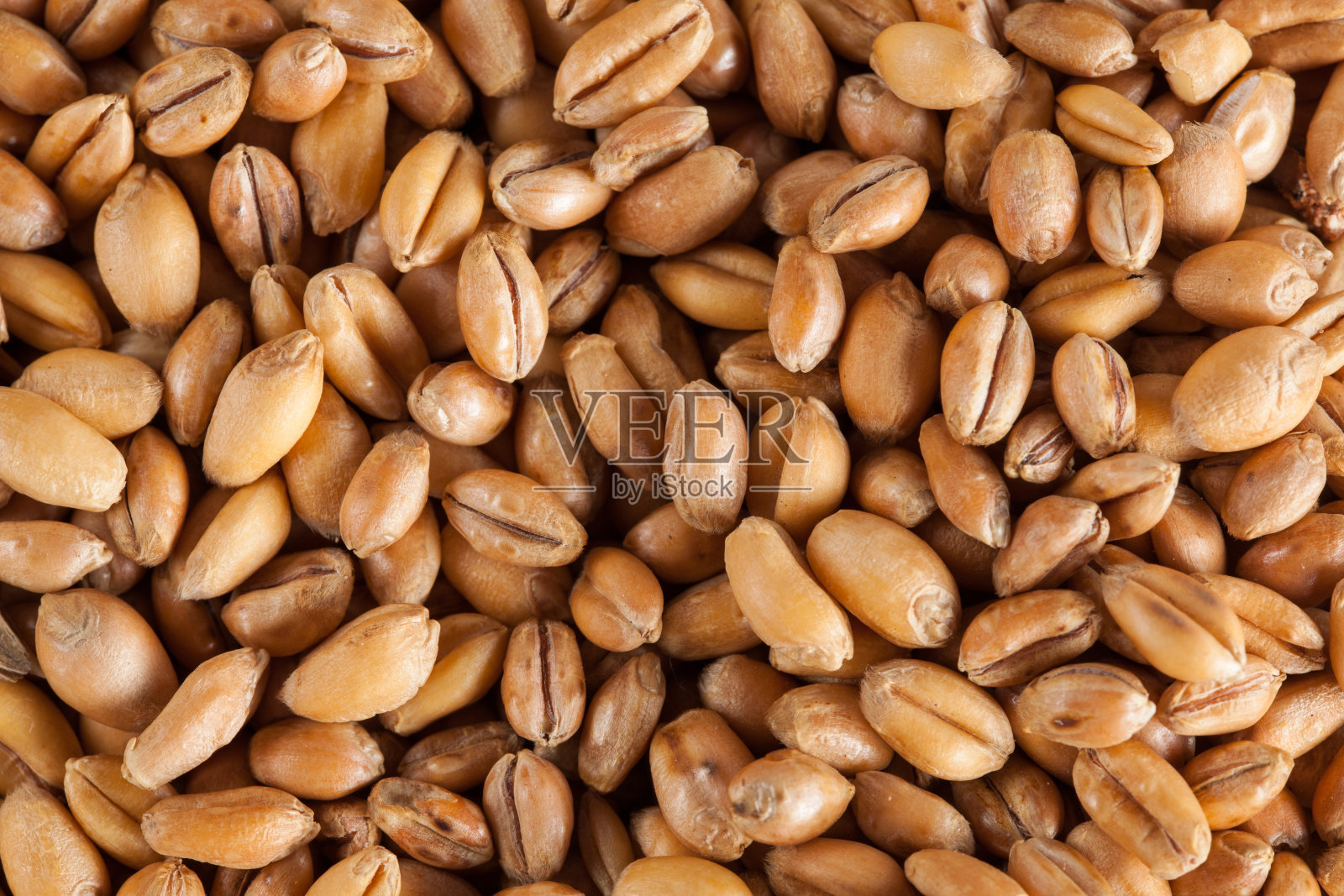 宏观小麦照片摄影图片