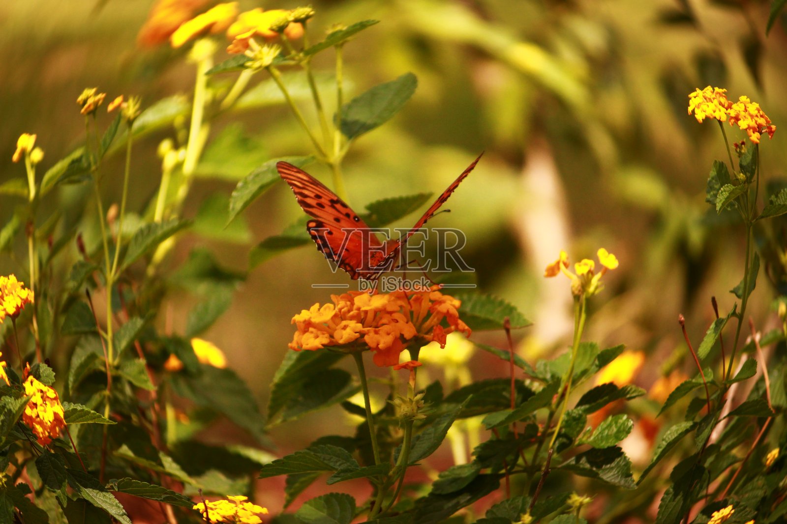 Pingos-de-Prata蝴蝶照片摄影图片