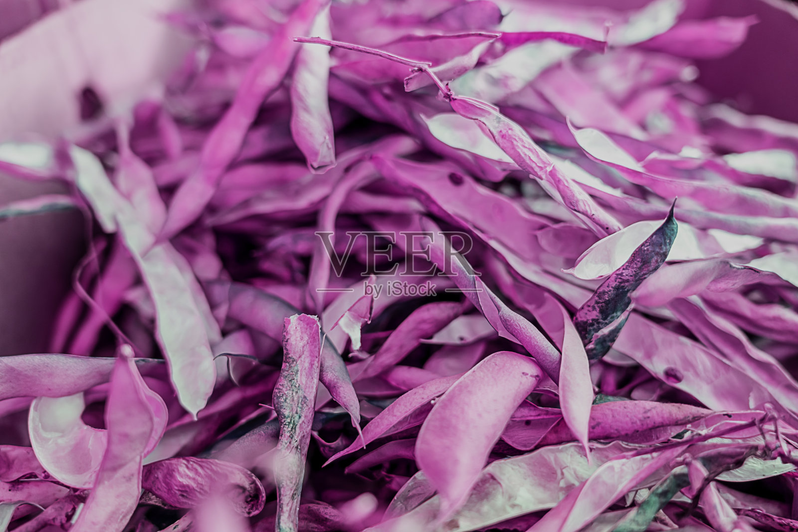 带皮的干豆照片摄影图片