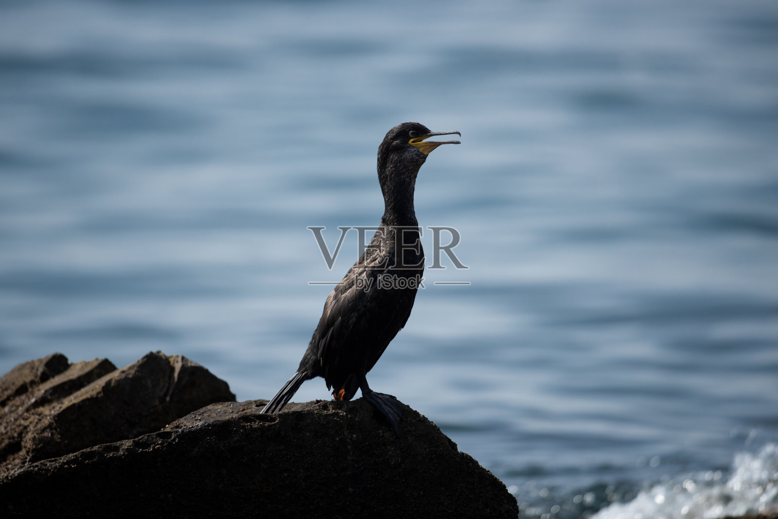 鸬鹚(长颈鸬鹚)照片摄影图片