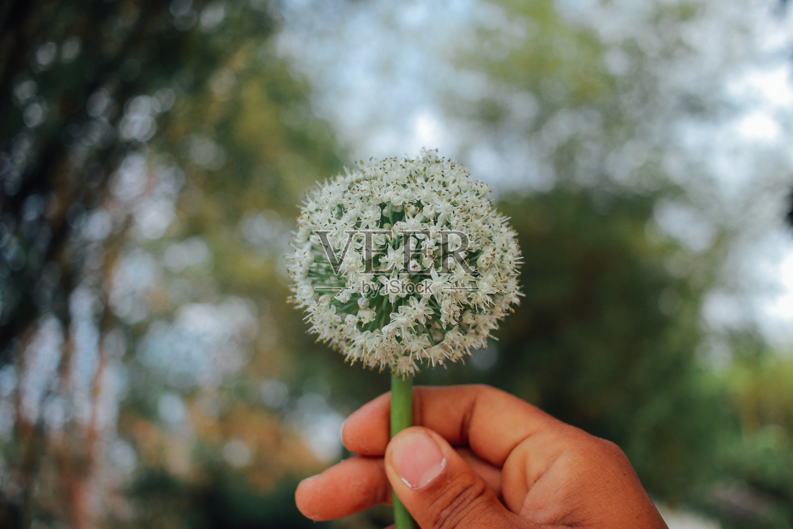 洋葱花特写照片摄影图片