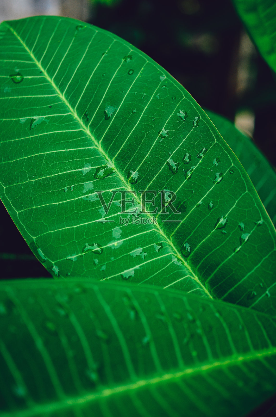 泰国美丽的自然风光照片摄影图片