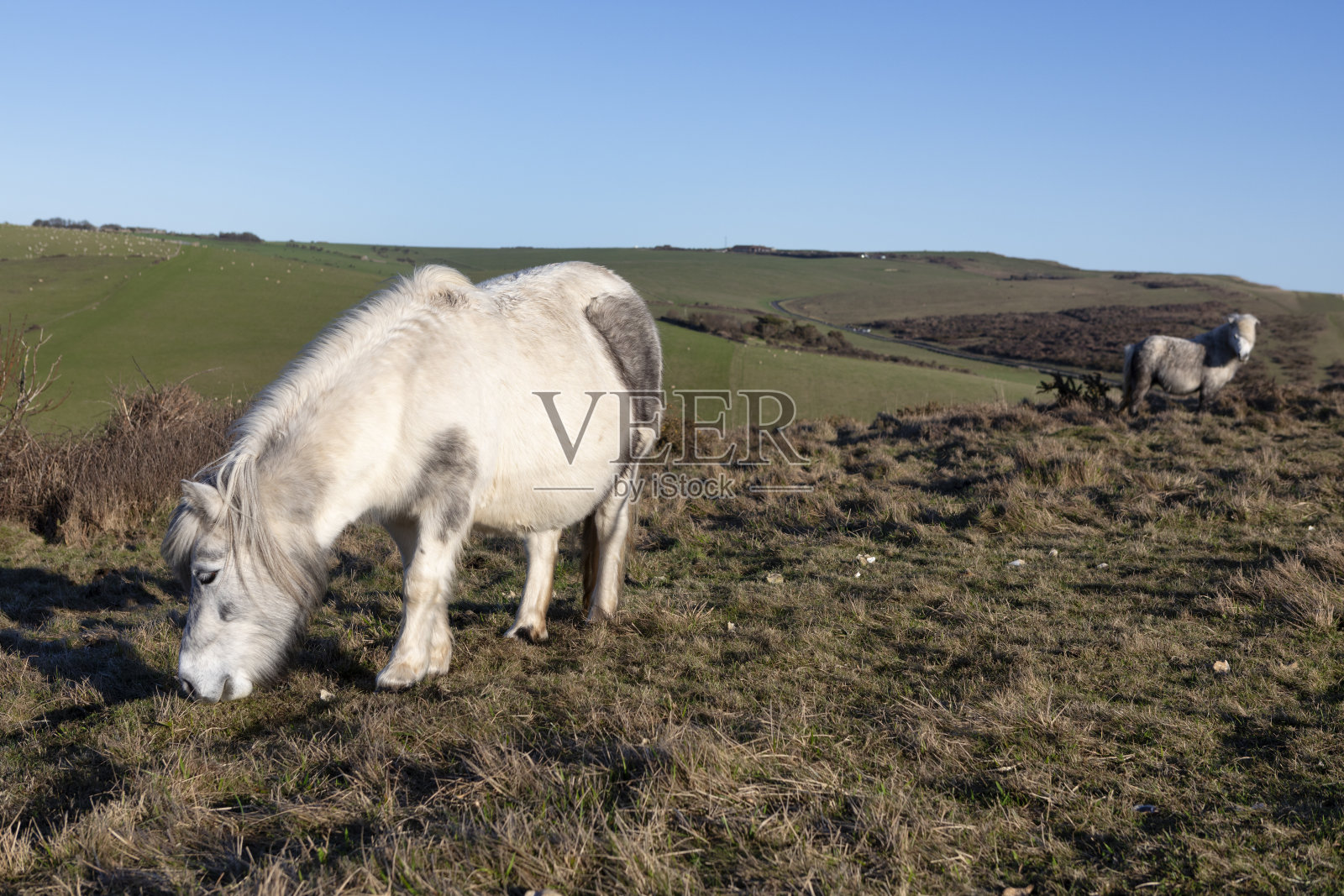 设得兰矮种马照片摄影图片