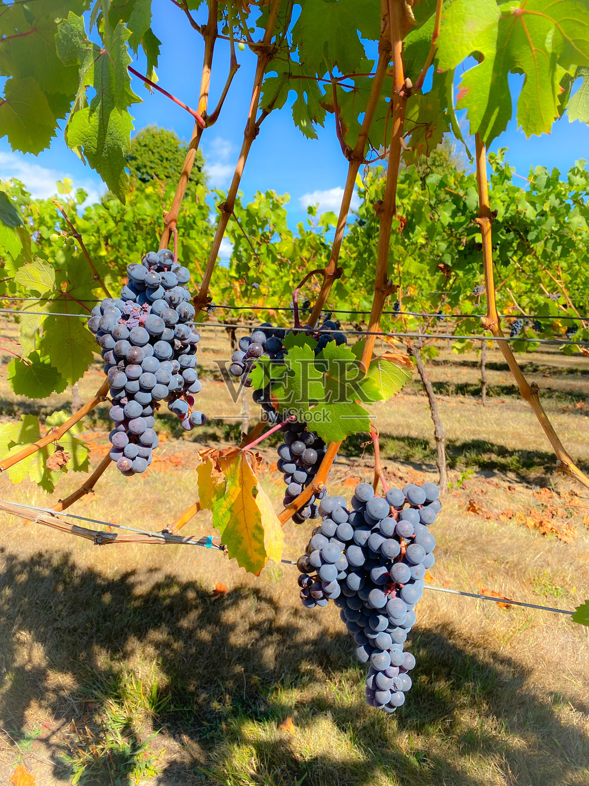 葡萄园的葡萄照片摄影图片