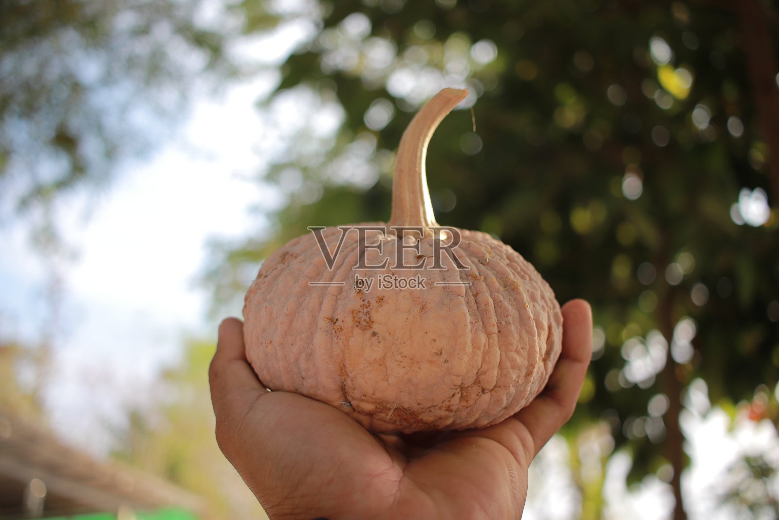 印度南瓜照片摄影图片