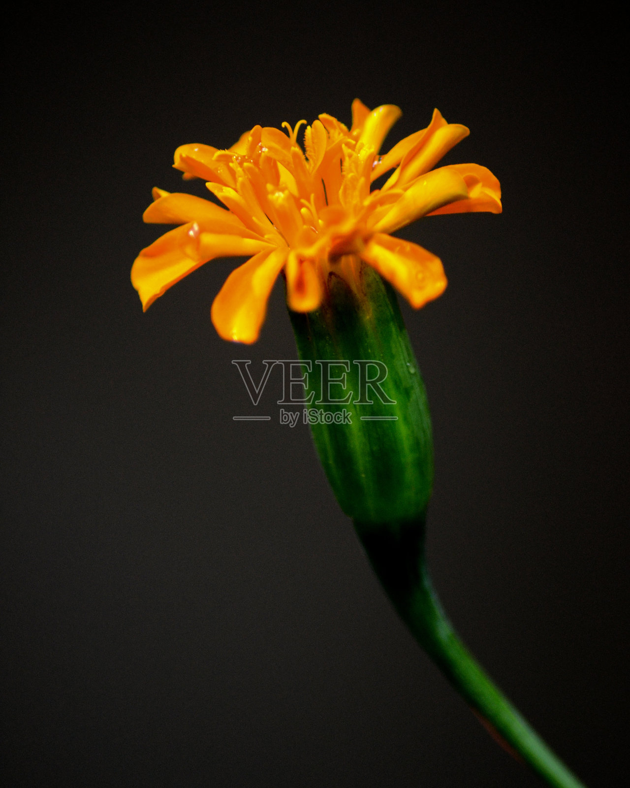 金盏花照片摄影图片