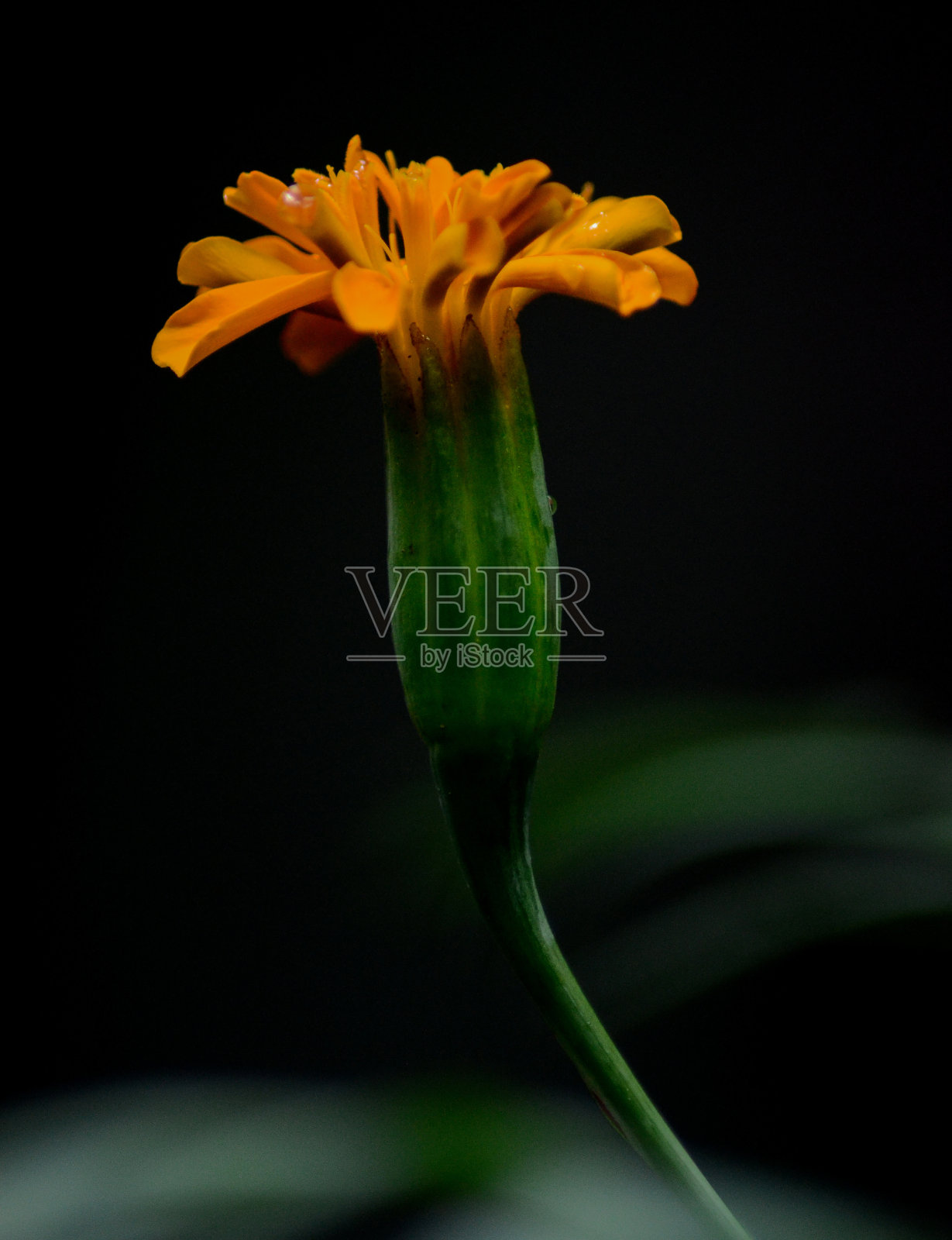 金盏花照片摄影图片