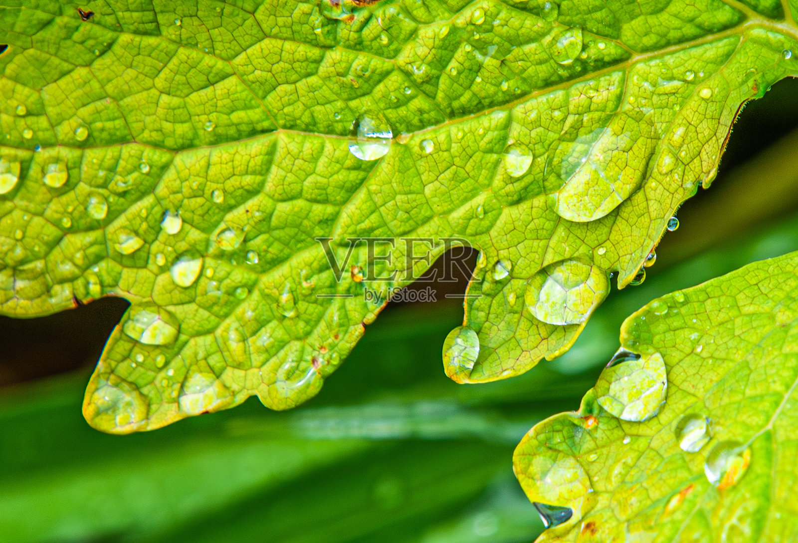 雨滴落在绿叶上照片摄影图片