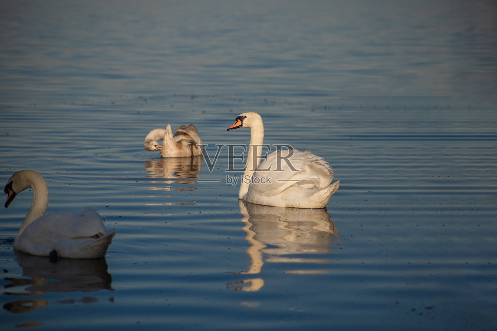 天鹅漂浮在水面上照片摄影图片