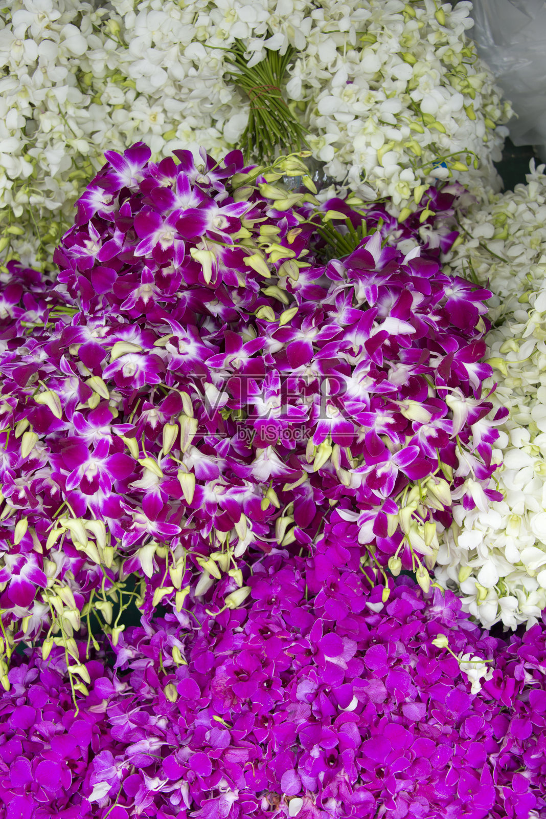 兰花照片摄影图片