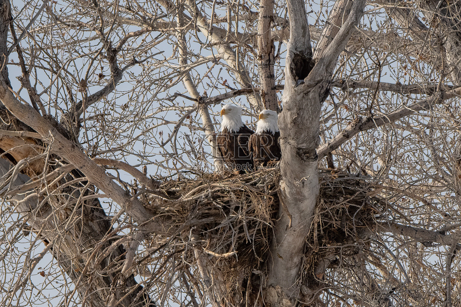 北美洲西部蒙大拿州的白头海雕正在筑巢照片摄影图片