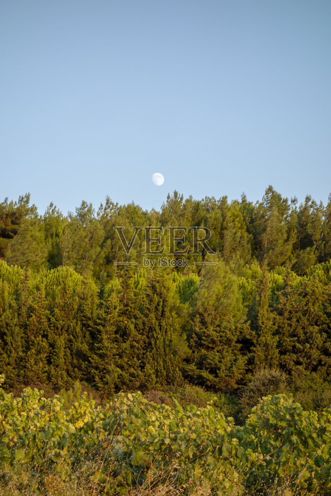 博斯加达岛上成熟的葡萄园。这是葡萄收获的季节。没有人。照片摄影图片