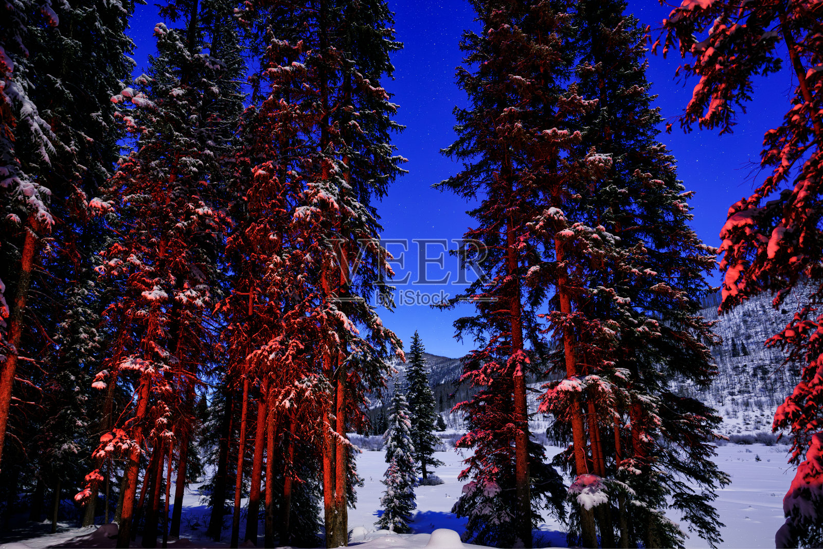 月光下霜冻的冬树照片摄影图片